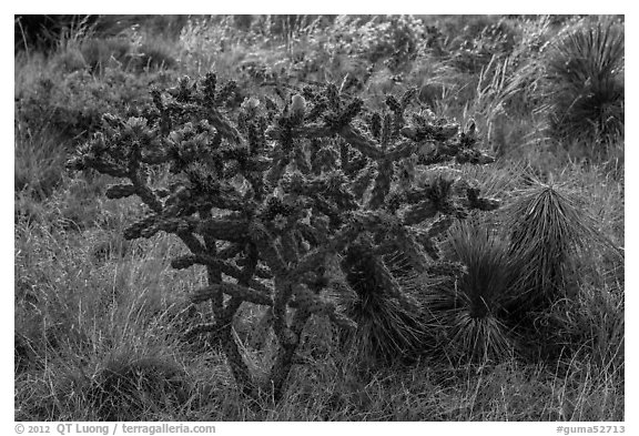 Cactus with pink flowers. Guadalupe Mountains National Park (black and white)