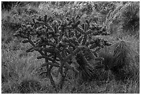 Cactus with pink flowers. Guadalupe Mountains National Park ( black and white)