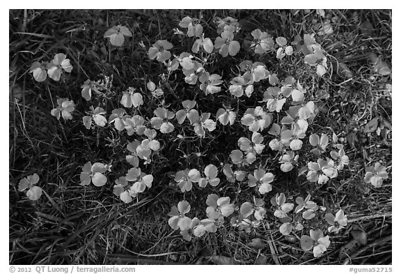 Yellow desert flowers close-up. Guadalupe Mountains National Park (black and white)