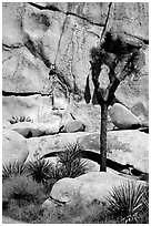 Joshua tree and rock with climber. Joshua Tree National Park ( black and white)