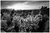 Pictures of Joshua Tree NP