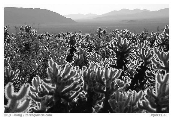 Cholla cactus garden, early morning. Joshua Tree National Park (black and white)