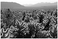 Cholla cactus garden, early morning. Joshua Tree National Park, California, USA. (black and white)
