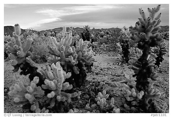 Cholla cactus garden. Joshua Tree National Park (black and white)
