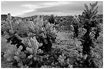 Cholla cactus garden. Joshua Tree National Park, California, USA. (black and white)