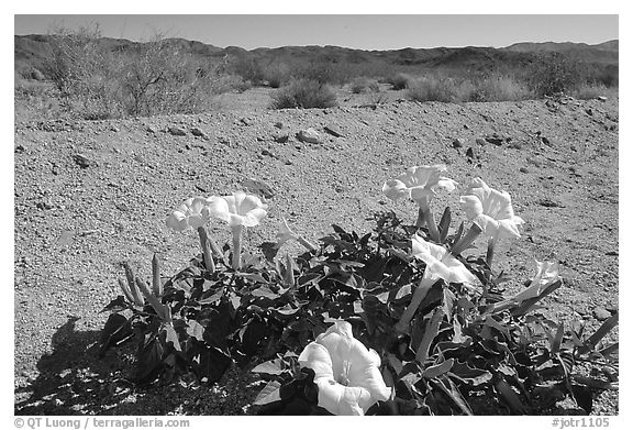 Dune Primerose. Joshua Tree National Park (black and white)