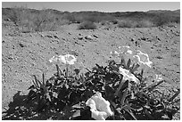 Dune Primerose. Joshua Tree National Park ( black and white)
