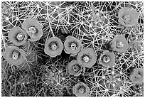 Claret Cup Cactus with flowers. Joshua Tree National Park ( black and white)
