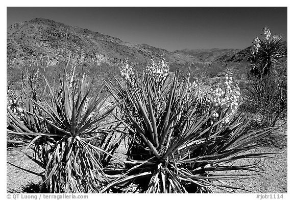 Yuccas in bloom. Joshua Tree National Park (black and white)