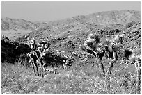 Joshua Trees and Pinto Mountains. Joshua Tree National Park ( black and white)