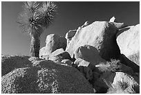 Joshua Tree and boulders. Joshua Tree National Park ( black and white)