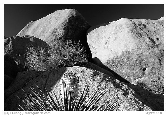 Yucca and boulders. Joshua Tree National Park (black and white)