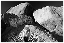 Yucca and boulders. Joshua Tree National Park ( black and white)