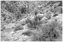 Lost Palm Oasis. Joshua Tree National Park ( black and white)