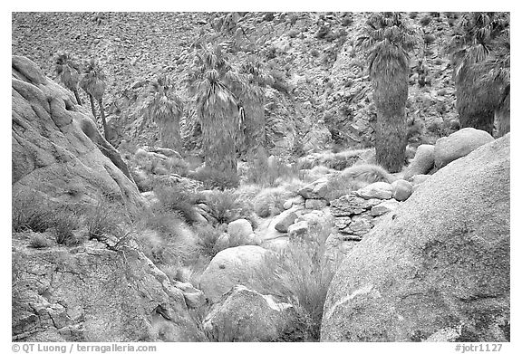 Lost Palm Oasis. Joshua Tree National Park (black and white)