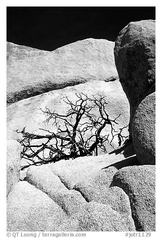 Bare bush and rocks in Hidden Valley. Joshua Tree National Park (black and white)