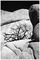 Bare bush and rocks in Hidden Valley. Joshua Tree National Park ( black and white)