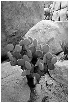 Beavertail Cactus and rocks. Joshua Tree National Park ( black and white)