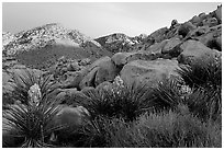 Yuccas and rocks in Rattlesnake Canyon. Joshua Tree National Park, California, USA. (black and white)