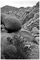 Barrel and beavertail cacti in Rattlesnake Canyon. Joshua Tree National Park ( black and white)