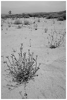 Wildflowers in bloom on sandy wash. Joshua Tree National Park, California, USA. (black and white)