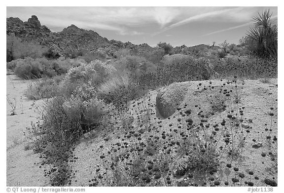 Seasonal desert bloom on sandy flat. Joshua Tree National Park, California, USA.
