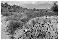 Seasonal desert bloom on sandy flat. Joshua Tree National Park, California, USA. (black and white)
