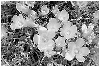 Blazing Star flowers. Joshua Tree National Park ( black and white)