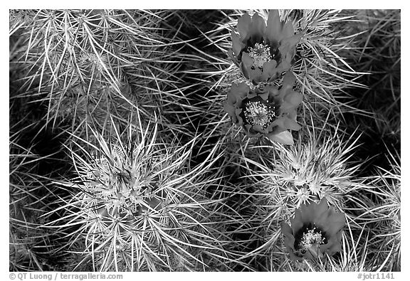 Engelmann Hedgehog cactus in bloom. Joshua Tree National Park (black and white)