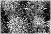Engelmann Hedgehog cactus in bloom. Joshua Tree National Park, California, USA. (black and white)