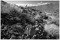 Beavertail cactus and brittlebush. Joshua Tree National Park ( black and white)