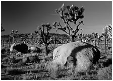 Boulders and Joshua Trees, early morning. Joshua Tree National Park ( black and white)