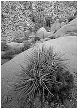 Sotol and cactus above Lost Palm Oasis. Joshua Tree National Park, California, USA. (black and white)