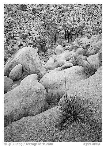Sotol on boulder above Lost Palm Oasis. Joshua Tree National Park (black and white)