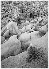 Sotol on boulder above Lost Palm Oasis. Joshua Tree National Park, California, USA. (black and white)
