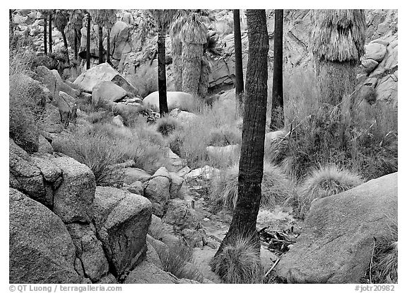 Lost Palm Oasis with California fan palm trees. Joshua Tree National Park, California, USA.