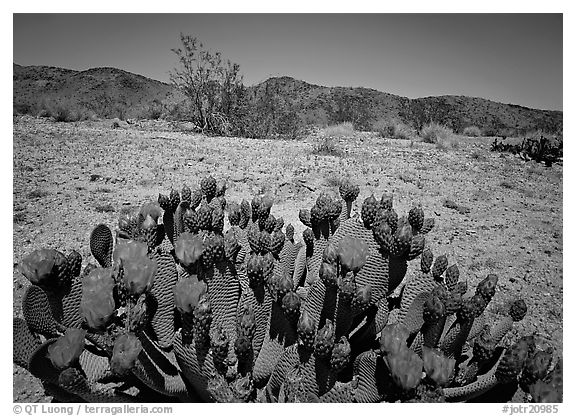 Beaver tail cactus with bright pink blooms. Joshua Tree  National Park (black and white)