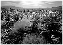 Forest of Cholla cactus. Joshua Tree  National Park ( black and white)