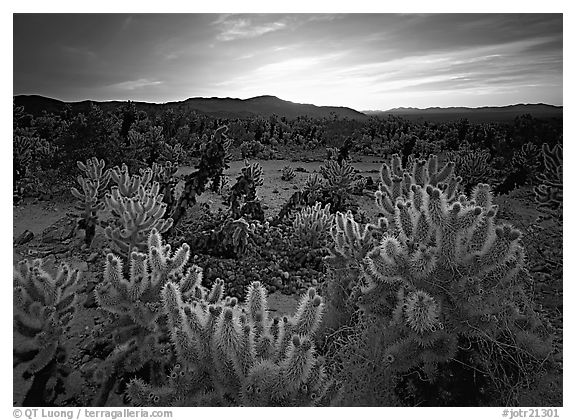 Cholla cactus garden, sunrise. Joshua Tree National Park (black and white)