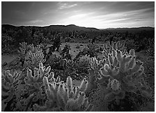 Cholla cactus garden, sunrise. Joshua Tree National Park, California, USA. (black and white)