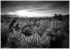 Cholla cactus garden, sunrise. Joshua Tree  National Park ( black and white)