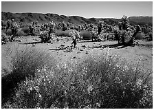 Desert Senna and Chola cactus. Joshua Tree National Park, California, USA. (black and white)