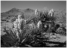 Yuccas in bloom. Joshua Tree National Park, California, USA. (black and white)