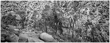 Desert oasis with palm trees in arid landscape. Joshua Tree  National Park (Panoramic black and white)