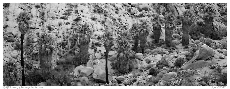Row of native California Fan Palm trees. Joshua Tree  National Park (black and white)
