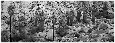 Row of native California Fan Palm trees. Joshua Tree National Park (Panoramic black and white)