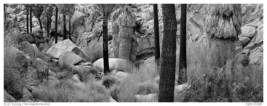 Oasis scenery with palm trees. Joshua Tree National Park (black and white)