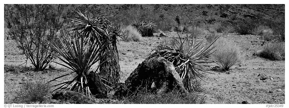 Desert plants. Joshua Tree  National Park (black and white)