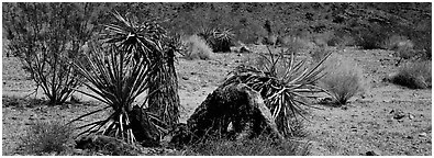 Desert plants. Joshua Tree National Park (Panoramic black and white)