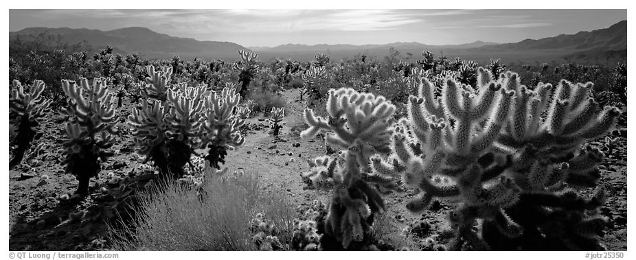 Desert flat with cholla cactus. Joshua Tree  National Park (black and white)